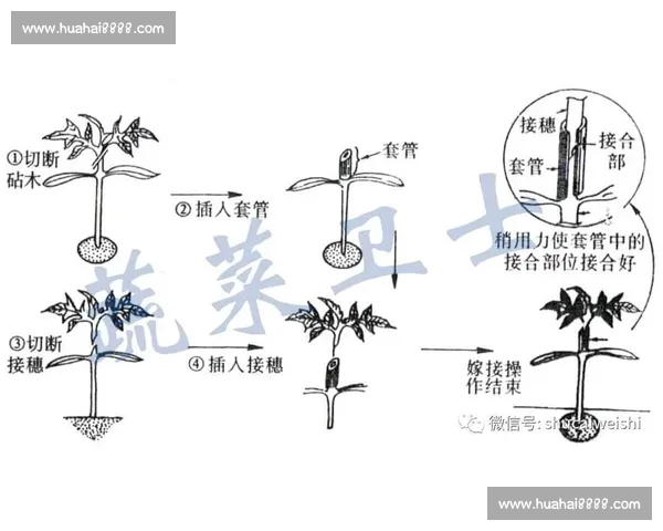 小组赛分组策略与赛程安排的优化与实用解析